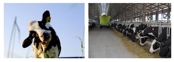 花花牛丨每天一杯奶，幸福健康喝出來?。。? style=