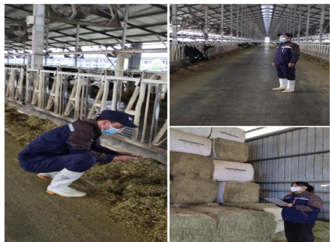 花花牛丨點(diǎn)點(diǎn)微光匯星河——養(yǎng)殖事業(yè)部抗疫保生產(chǎn)側(cè)記 花花牛丨點(diǎn)點(diǎn)微光匯星河——養(yǎng)殖事業(yè)部抗疫保生產(chǎn)側(cè)記